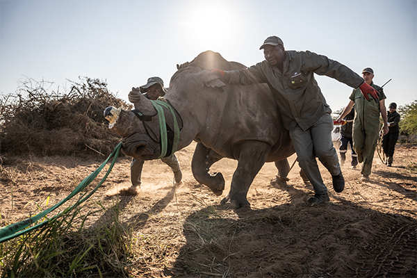 A New Generation Begins: Final Female Rhinos Arrive in Zinave National Park